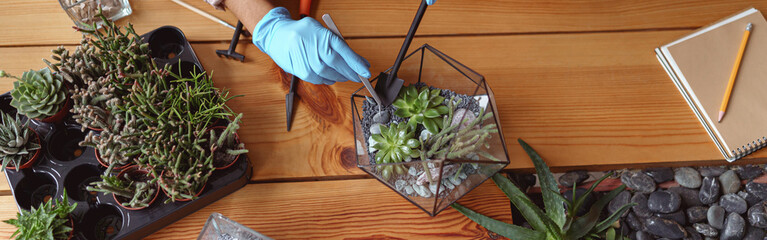 Top view of woman florist making succulent plant composition at floral design studio