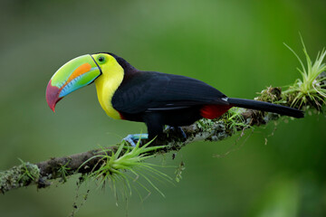 Keel-billed Toucan perching on a branch