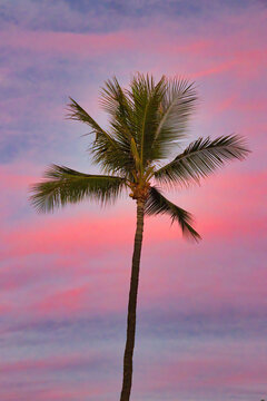 Electric pink and blue sky and palm tree at sunset on Maui.
