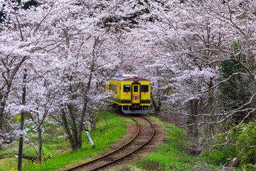 桜並木と菜の花に彩られた軌道を走るいすみ鉄道