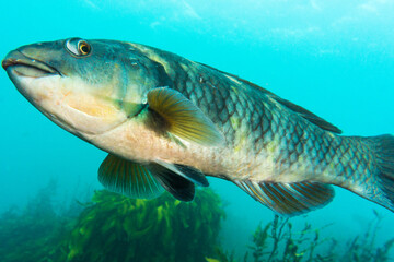 Fototapeta premium Purple wrasse, Notolabrus fucicola