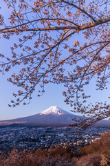 朝倉山浅間公園から富士山と桜