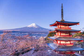 Obraz premium 桜の咲いた朝倉山浅間公園忠霊塔から富士山と桜