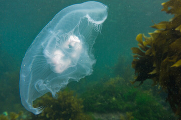 Obraz premium Moon jelly, Aurelia aurita