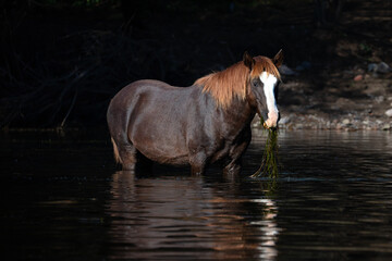 Dark brown chestnut bay wild horse stallion reflecting in the Salt River while feeding on eel grass...