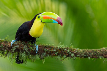 Keel-billed Toucan perching on a branch