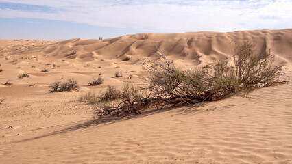 Scrubby vegetation in a valley surrounded by tall dunes in the Sahara Desert, outside of Douz, Tunisia
