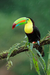 Keel-billed Toucan perching on a branch