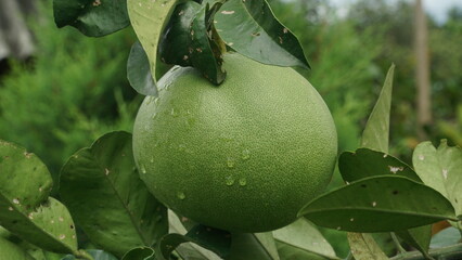 Grapefruit or pomelo or balinese orange. The skin is green. Focus selected