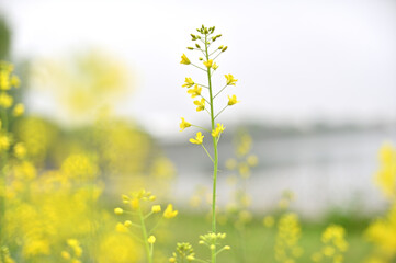 Fototapeta premium 菜の花