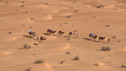 Overhead view of bedouins leading a caravan of camels through the Sahara Desert, outside of Douz,...