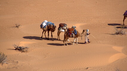 Overhead view of a bedouin leading a caravan of camels through the Sahara Desert, outside of Douz, Tunisia