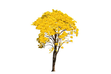 yellow flowering tree isolated image on png file at transparent background