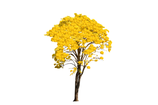 yellow flowering tree isolated image on png file at transparent background