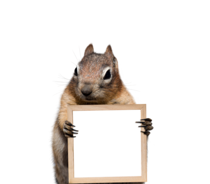Funny little chipmunk holding blank empty picture frame sign in its hands isolated cutout on transparent