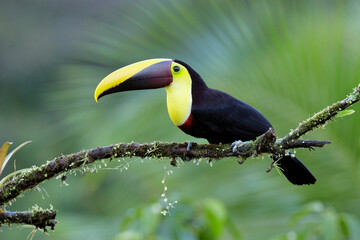 Yellow-throated Toucan perching on a branch