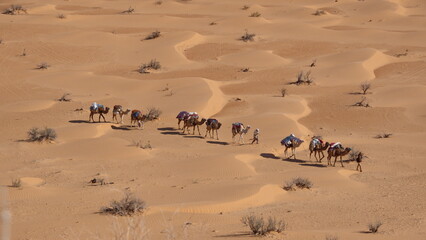 Fototapeta na wymiar Overhead view of bedouins leading a caravan of camels through the Sahara Desert, outside of Douz, Tunisia