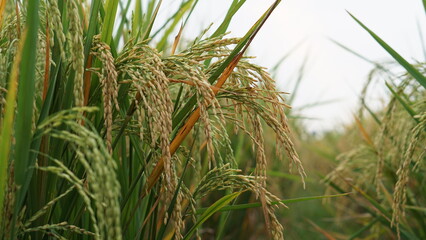 close up paddy ready to harvest (rice ripe) in rice field. Beautiful golden rice field.