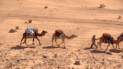 Overhead view of a bedouin leading a caravan of camels through the Sahara Desert, outside of Douz,...