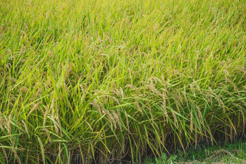 黄金色に稔った稲穂　日本の農業イメージ