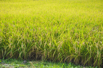 黄金色に稔った稲穂　日本の農業イメージ
