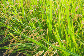 黄金色に稔った稲穂　日本の農業イメージ