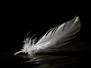A single, white feather on a dark background