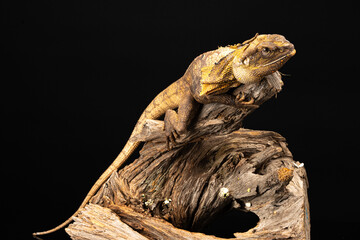 Australian Frilled-Neck Lizard sitting on a tree branch with a black background
