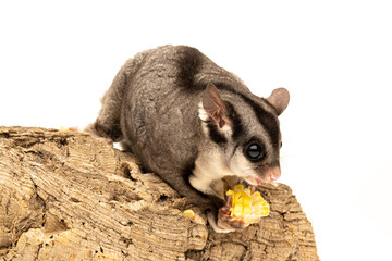 Australian Sugar Glider Possum sitting on a branch eating cord