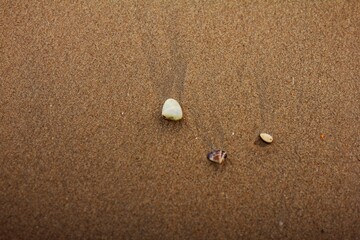 A seashell or sea shell, also known simply as a shell, is a hard, protective outer layer usually created by an animal or organism that lives in the sea.