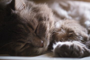 Fototapeta premium Cute fluffy cat sleeping on floor at home. Domestic animal