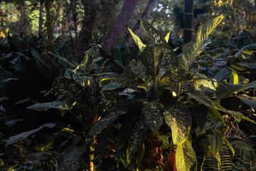 Fototapeta premium Creative nature background. Gold and green tropical palm leaves. Minimal summer