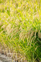 黄金色に稔った稲穂　日本の農業イメージ