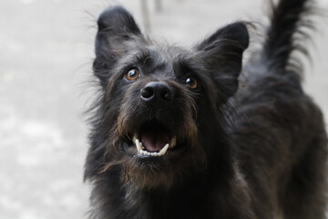 Perro feliz con su mirada hacia arriba 