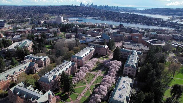 Aerial of Cherry Blossoms on College Campus with Seattle Skyline Background