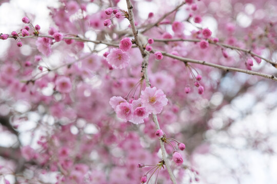 春の訪れを告げる枝垂桜の花