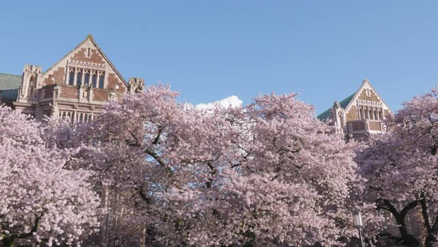 Canopy of Cherry Blossom Trees at University of Washington