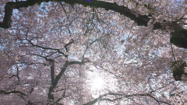 Cinematic Look at Flowers on Japanese Cherry Blossom Tree