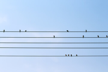 Small birds sparrow flock on cable wire blue sky view background