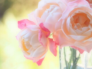 ピンクのバラ　シャンスポム