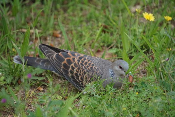 食事中の鳩