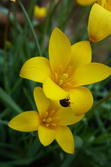 てんとう虫と花