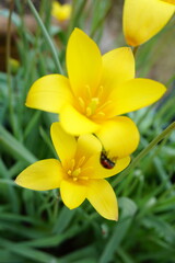 てんとう虫と花