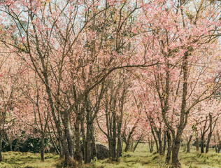 Fototapeta na wymiar cherry blossoms bloom outdoor natural scenery