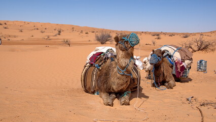 Dromedary camels in saddles on a camel trek in the Sahara Desert, outside of Douz, Tunisia