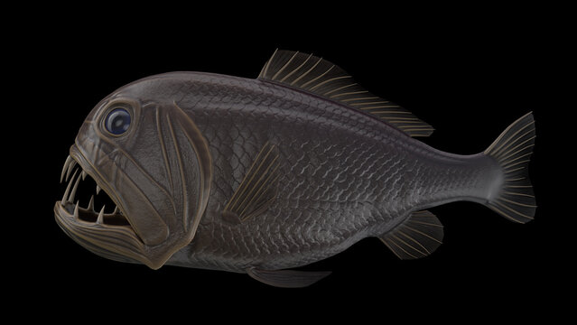 Deep Sea Fangtooth Fish 3D Rendered