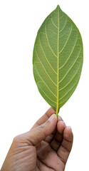 Green jackfruit leaf isolated on white background
