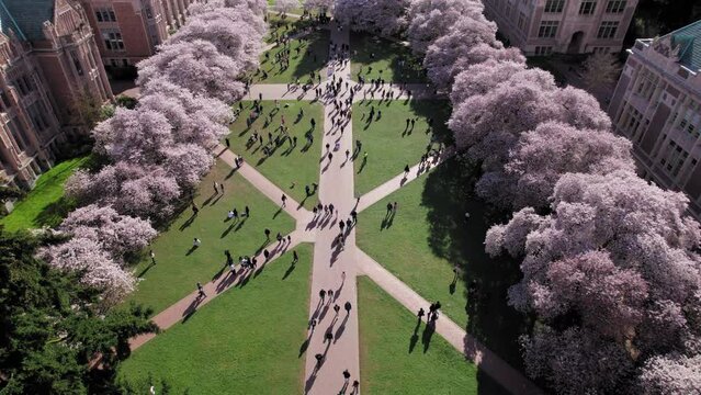 Drone Floating Over Cherry Blossoms and Students in College Campus Quad