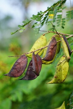 Biancaea sappan (Caesalpinia sappan L., sappanwood, secang, sepang, Indian redwood) with natural background. This plant in Indonesia is used as drink and herbal medicine.