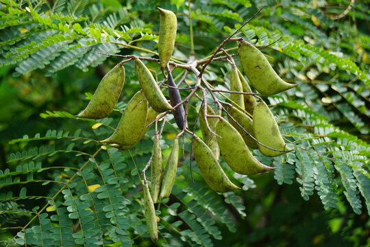 Biancaea sappan (Caesalpinia sappan L., sappanwood, secang, sepang, Indian redwood) with natural background. This plant in Indonesia is used as drink and herbal medicine.
